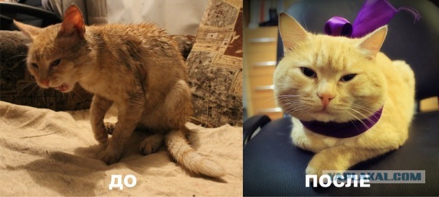 Котовторник. Он будет жить.