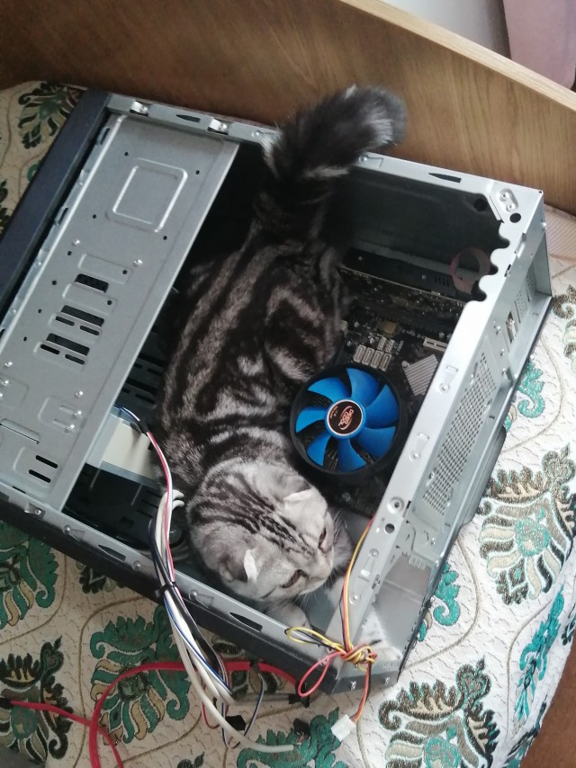 Котоюмор на ЯП. Веселые кото-картинки!