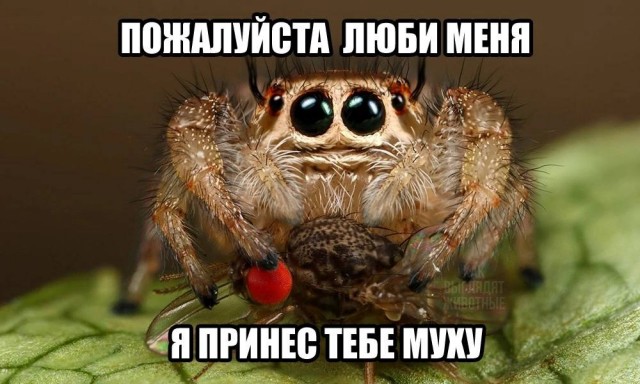 Победная поступь идиотизма по планете – том 4
