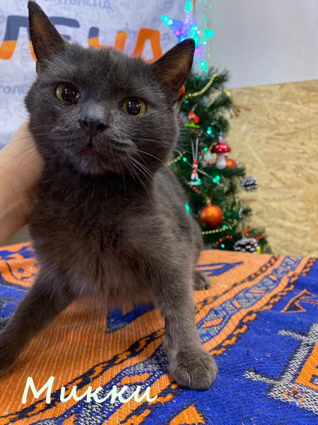Жизнь домашнего приюта "Котоленд" 368