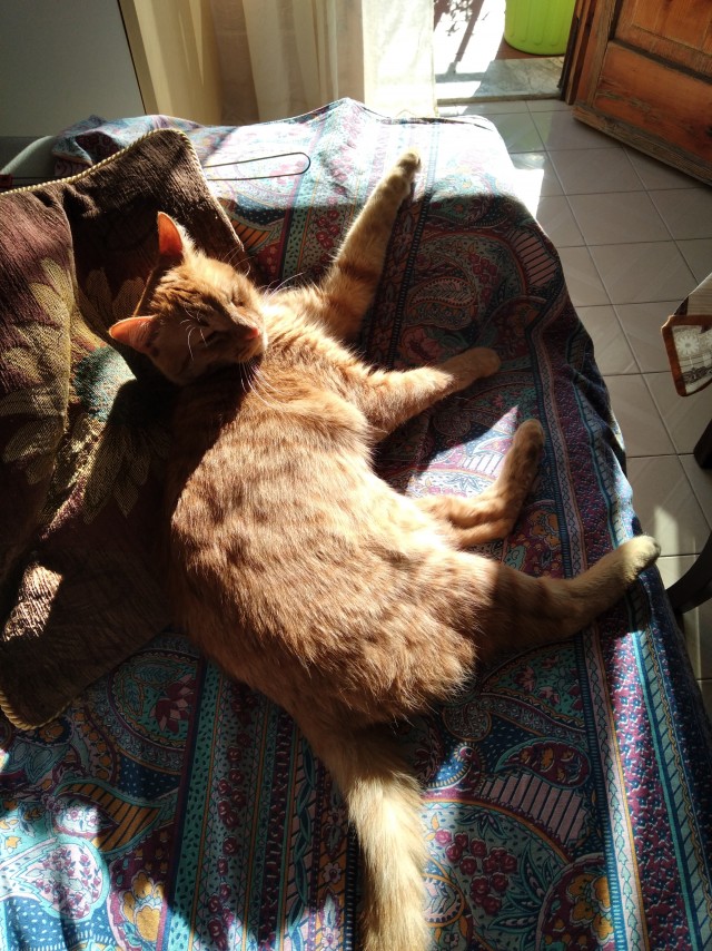 Даёшь котов в этот вторник!