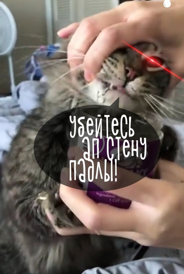 Кот-наркот - горе в семье