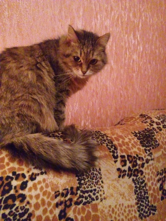 Коточетверг!