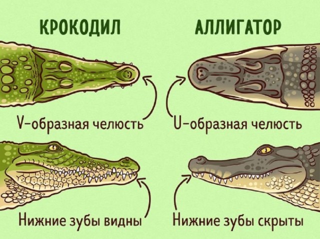 Смотри, Кутузов, не перепутай...