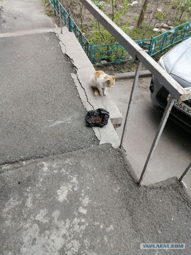 Рыжая наглая морда