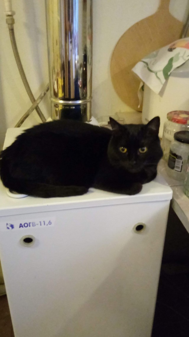 Котовторник! 16+ Коллеги-рабы, отмечаемся, у кого хозяину много лет!