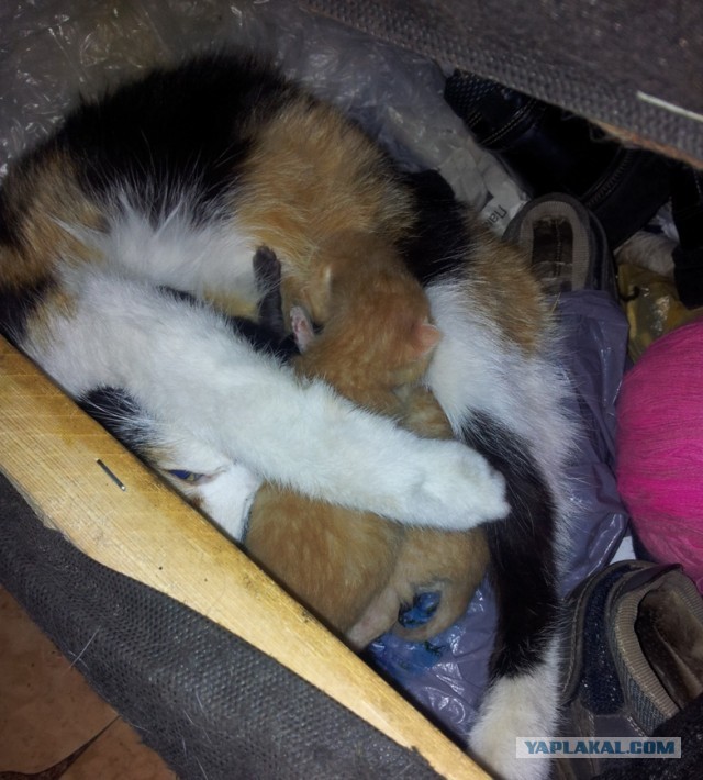 Котовторник  07.05.2013