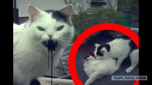 Кошки смогут жить до 30 лет
