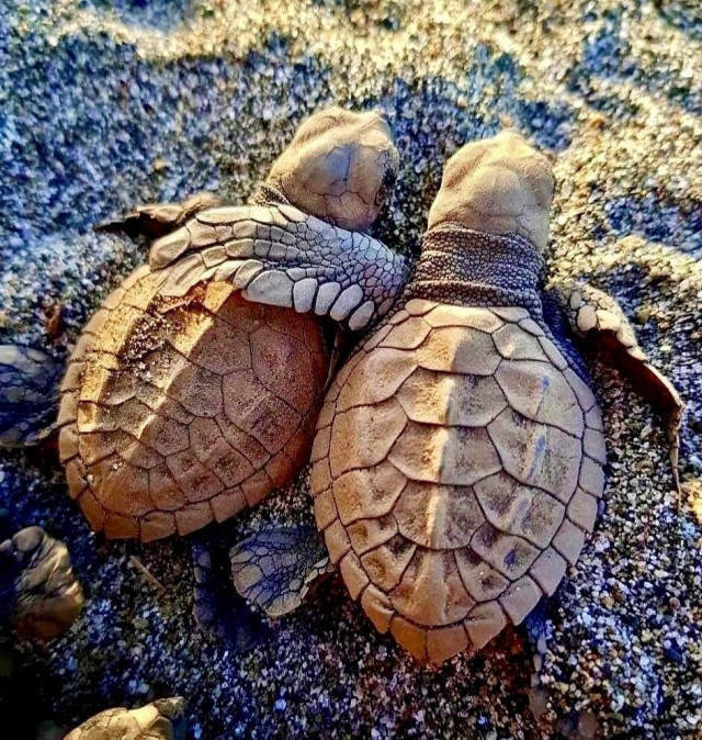 ФотоВинегрет