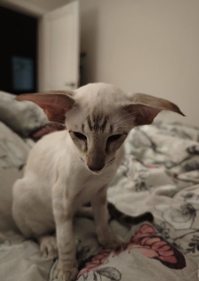 С Котовторником!