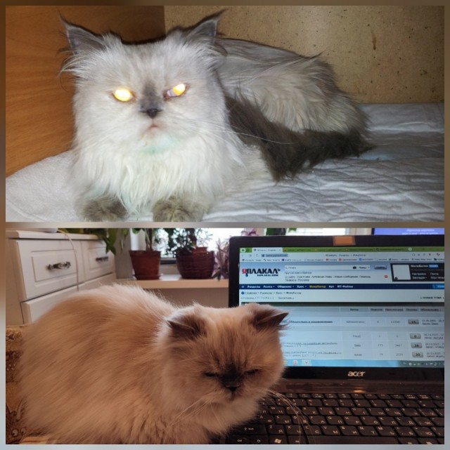 Нужна помощь по котейке!