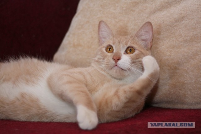 Котовторник 04.06.2013