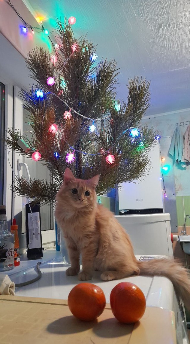 С Новым Годом, товарищи ЯПовцы!