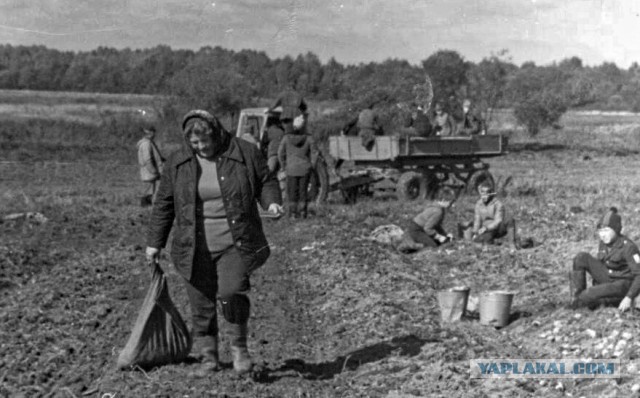 Ностальгия по работящим женщинам