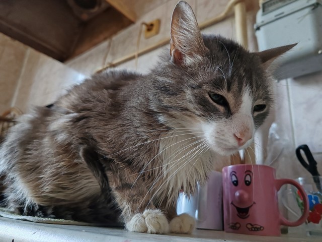 Котовторник