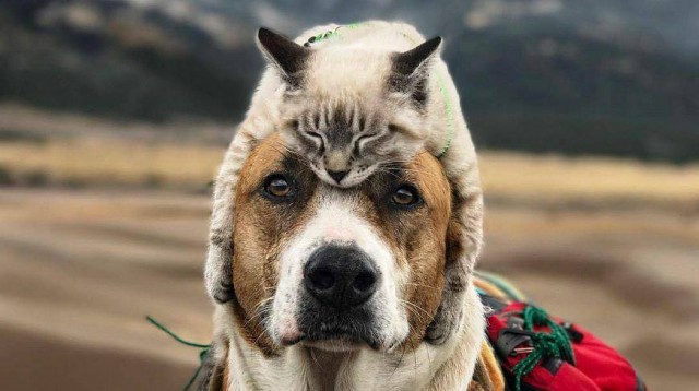 Собаки или кошки ?