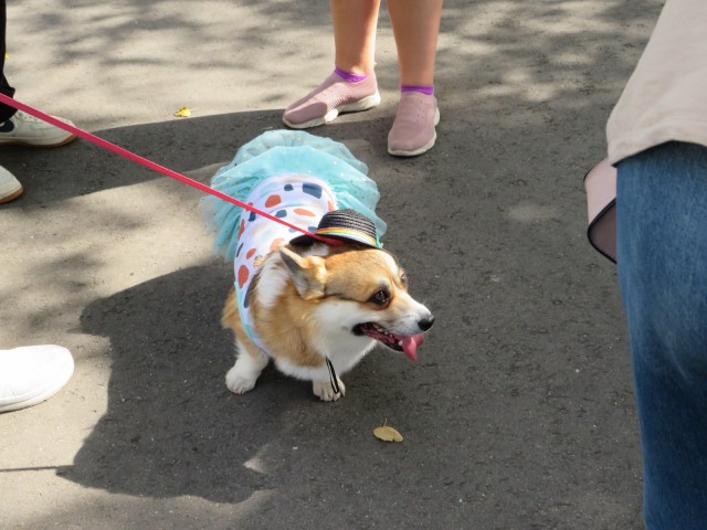 Парад корги в Москве на ВДНХ