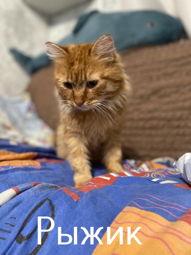 Жизнь домашнего приюта "Котоленд" 515