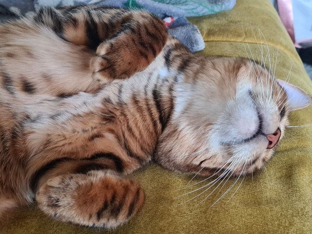 Котовторник 21.10.2025