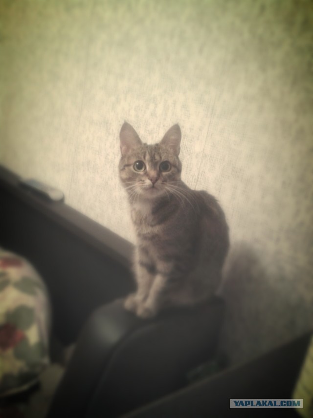 Котовторник 9.07.2013
