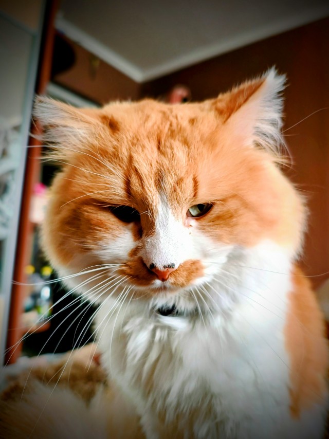 К котовторнику
