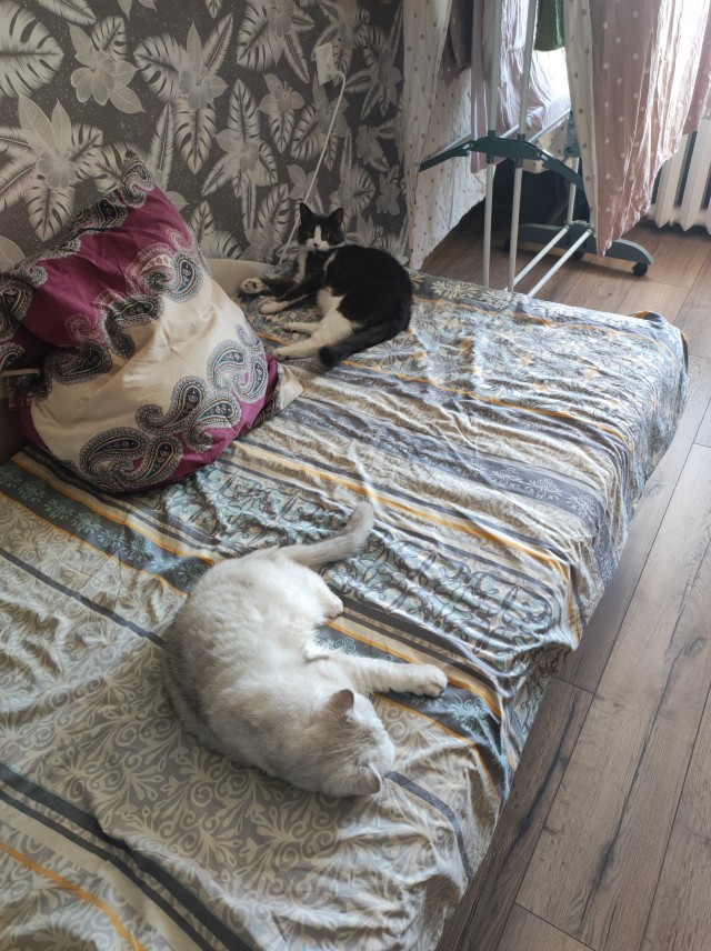 Котоуженевторник)