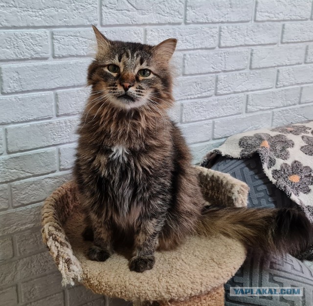 Котиков Вам в ленту