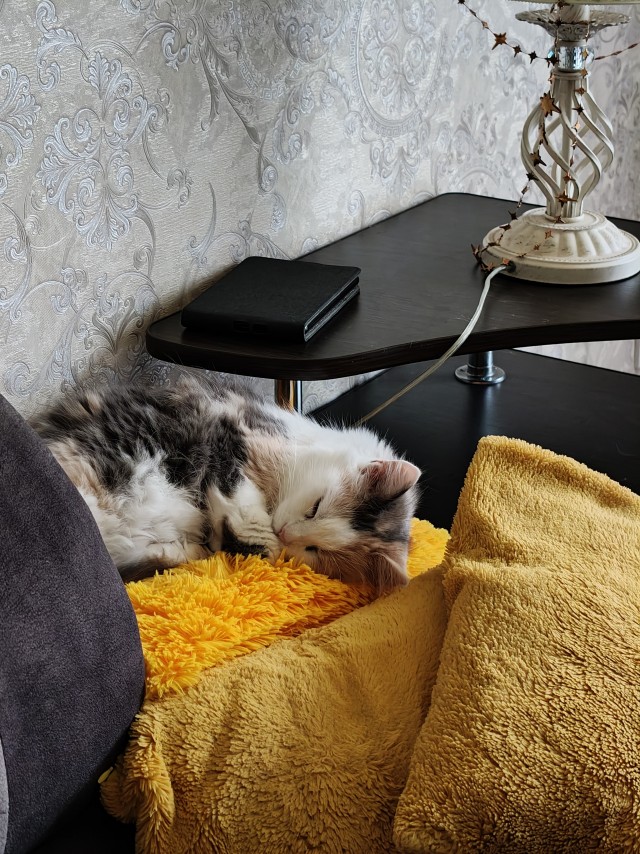 Котовое