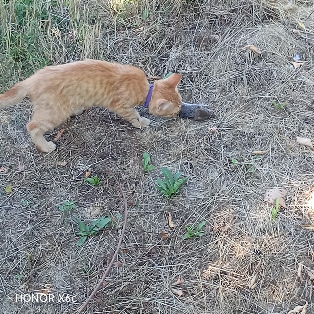 Если корм не идёт к коту, то....