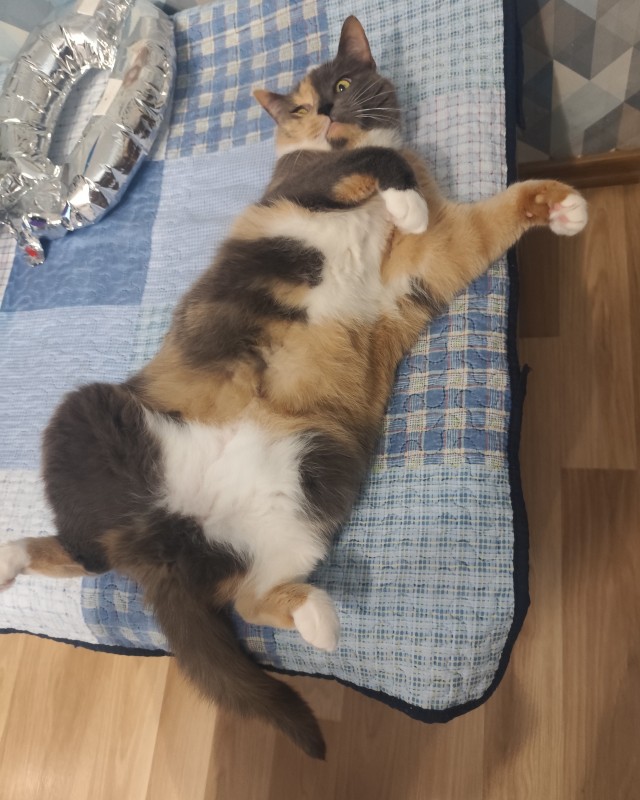 Котовторник. Начало