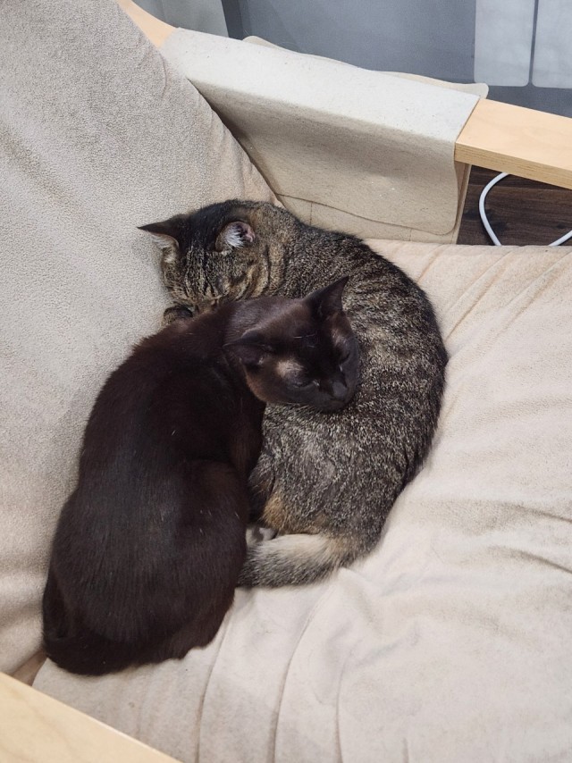 Очередной котовторник
