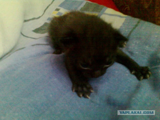 Новый член семьи