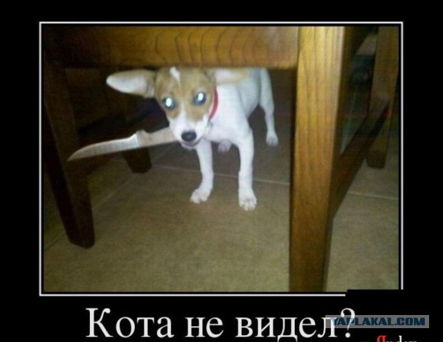 Ребята, вы тут кота не видели?