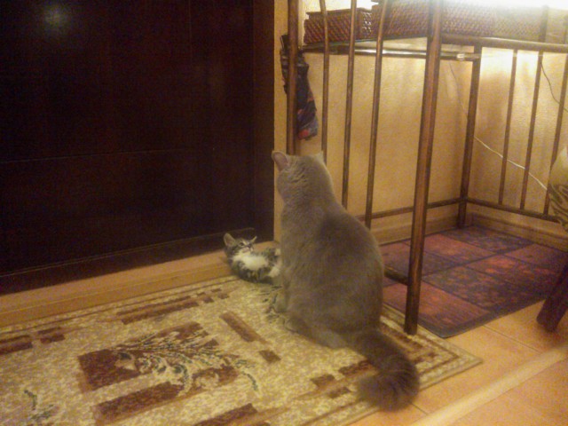 Котовторник   17.12.2013