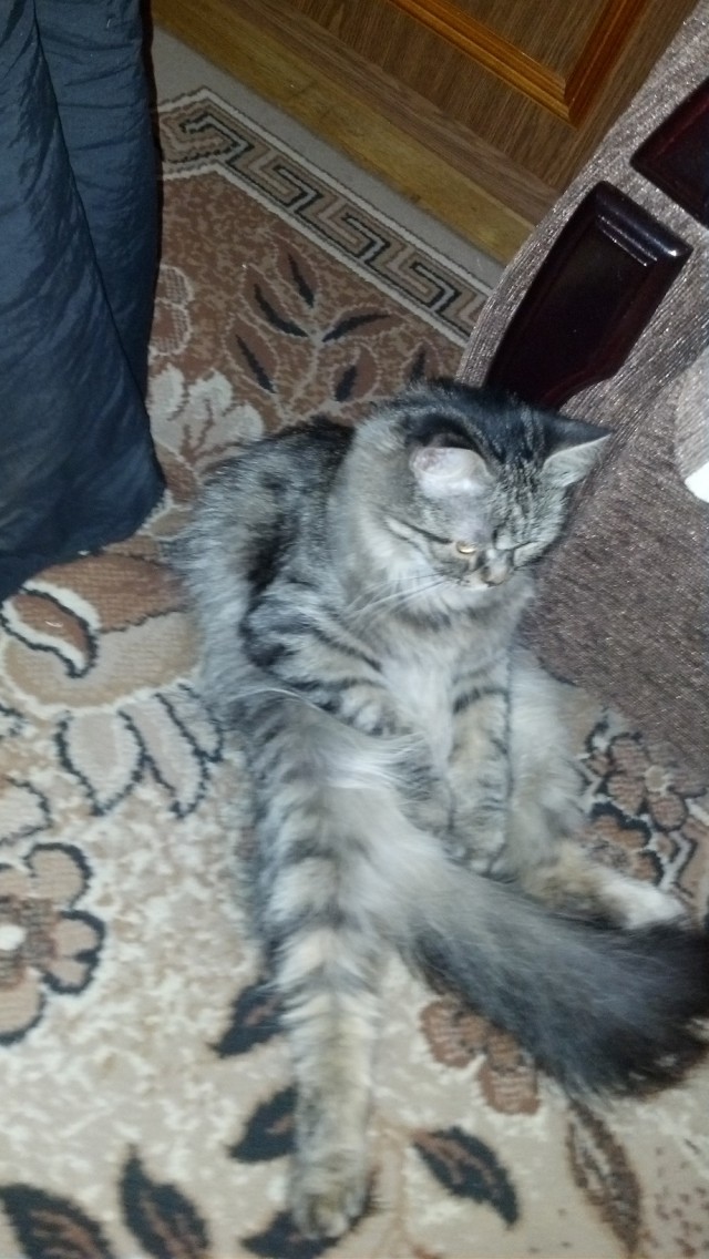 Котовторник  25.03.2014