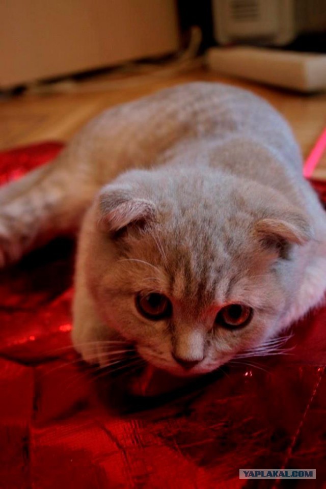 Котовторник 22.07.14