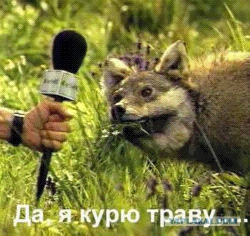 Когда вы плюсуeтe тему в платине