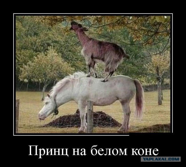 До свадьбы доживёт