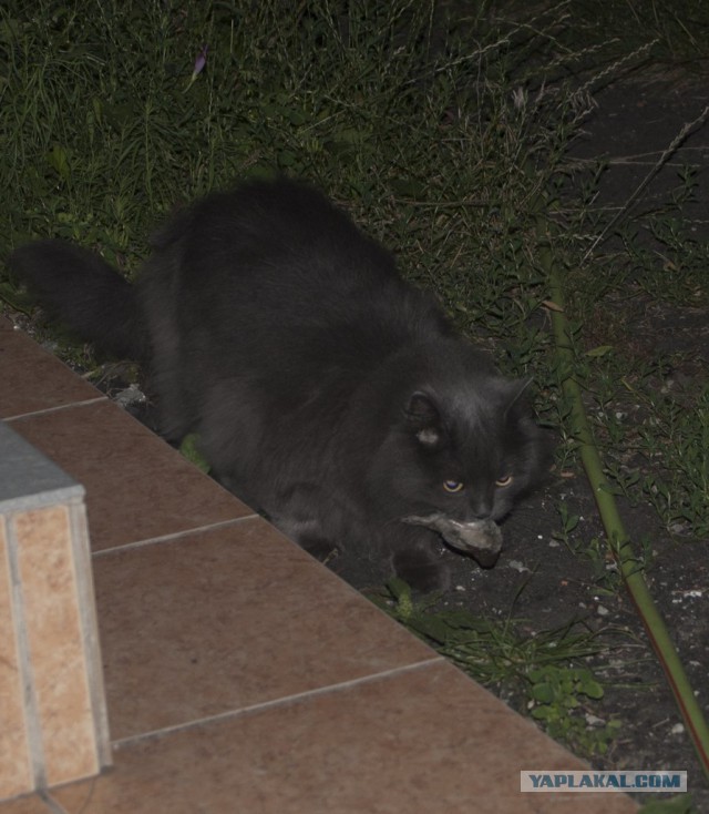 Котовторник 19.08.2014