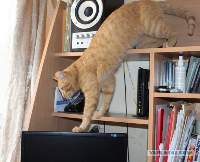 Котовторник 26.08.14.