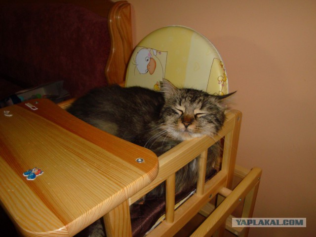 А как спит ваш кот?