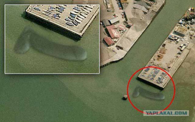 В Британской гавани засняли 15-метрового краба