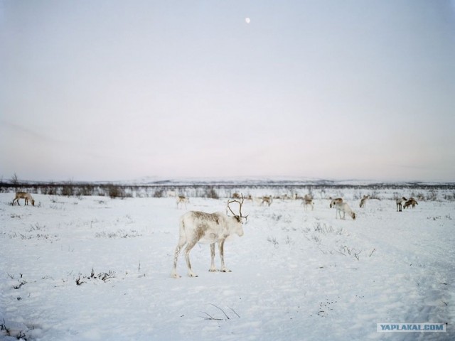 Лучшие фото ноября от National Geographic