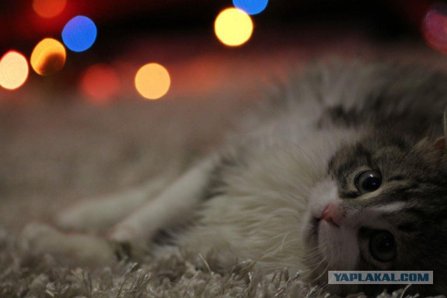 Котовторник 20.01.2015
