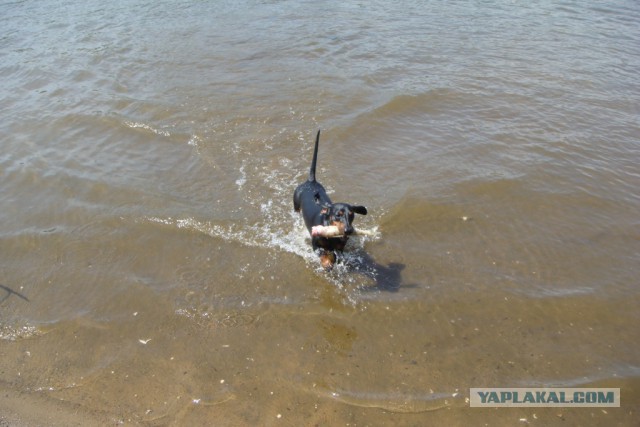 Самые популярные породы собак