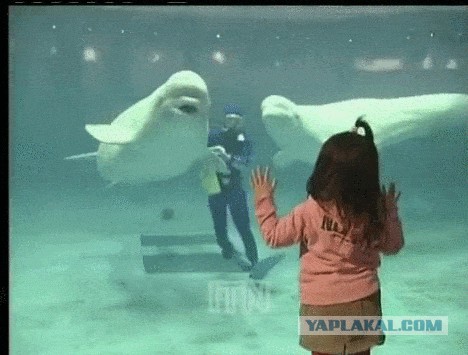 Игривая белуха