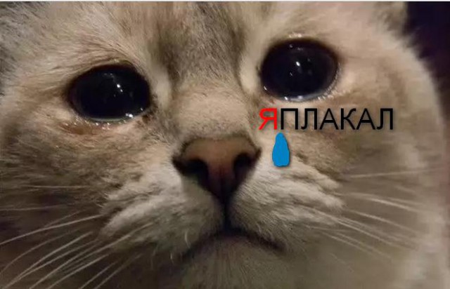 Известные котомемы.