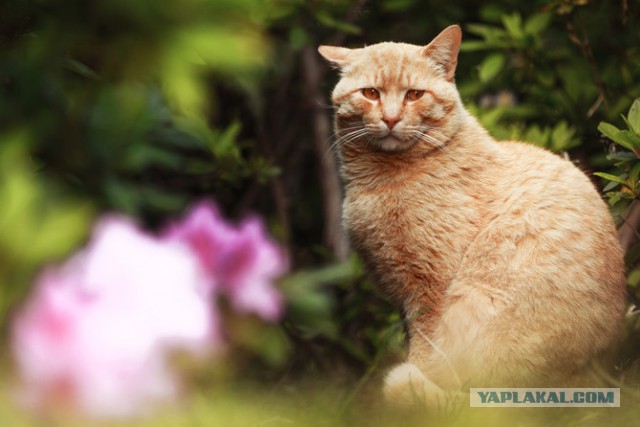 Котовторник 25.08.2015