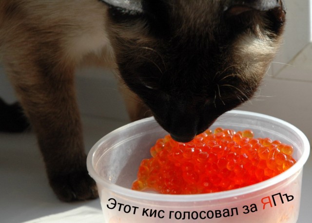Они молятся за ЯПлакалъ !!!