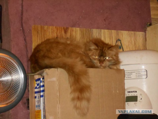 Жизнь домашнего приюта для котеек 95